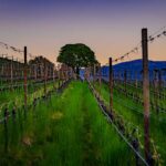 Abendstimmung, Blütezeit, Frühjahr, Frühling, Früjahr, Kurtatsch, Weinberge, Zürgelbaum