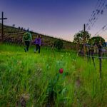 Abendstimmung, Blütezeit, Frühjahr, Frühling, Früjahr, Kurtatsch, Weinberge, Zürgelbaum, passeggiare, spazieren, spazieren gehen, wandern