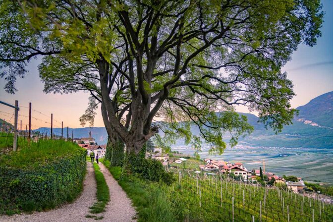 Die drei Zürgelbäume von Kurtatsch, welche je nach Blickwinkel wie ein einziger Baum aussehen. Ein herrliches Naturdenkmal.