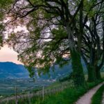 Abendstimmung, Blütezeit, Frühjahr, Frühling, Früjahr, Kurtatsch, Margreid, Zürgelbaum