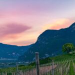 Abendstimmung, Blütezeit, Frühjahr, Frühling, Früjahr, Kurtatsch, Weinberge, Zürgelbaum