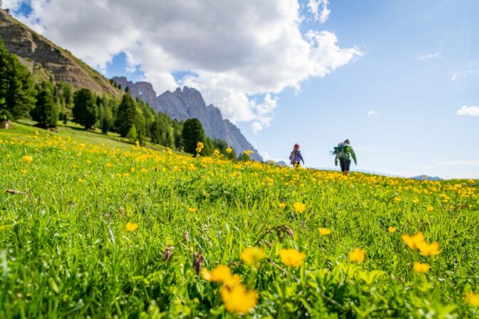 Gampenwiese, Trollblumen, wandern