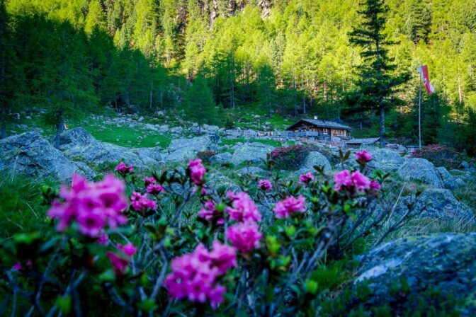 Alpenrosen säumen den Weg