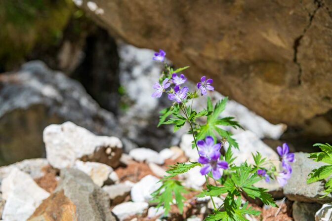 Wald-Storchschnabel zwischen Latemar-Felsbrocken