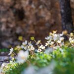 Alpenblumen