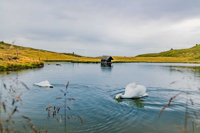 Futtersuche im Glittner See