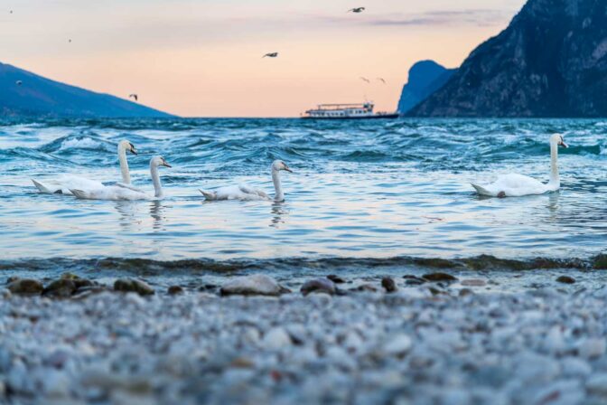 Außer einer einsamen Fähre beherrschen nun Schwäne und Möwen den Gardasee.