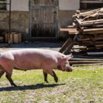 Labesebenalm, Schwein, Schweine, Suidae