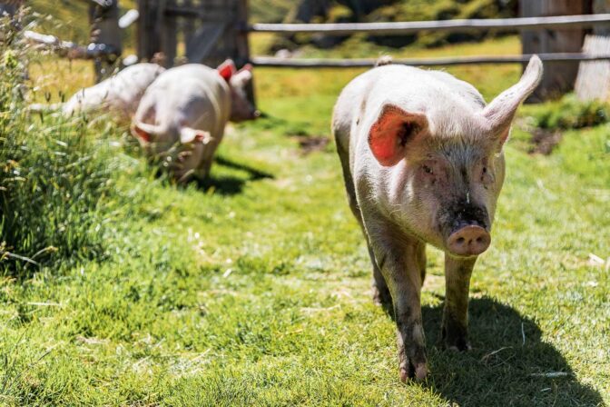 Die Schweine der Labesebenalm