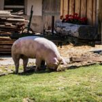 Labesebenalm, Schwein, Schweine, Suidae, wühlen