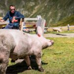 Labesebenalm, Schwein, Schweine, Suidae, jucken, kratzen