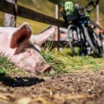 Bike, Labesebenalm, Mountainbike, Rad fahren, Schwein, Schweine, Suidae, sauwohl