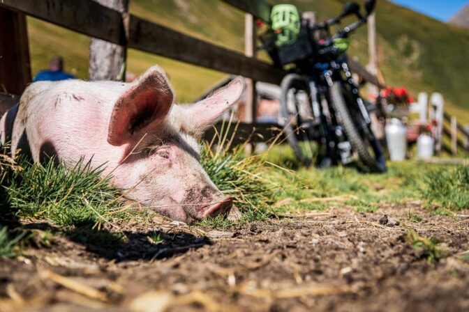 Gemütliches Schweineleben