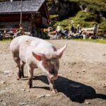 Labesebenalm, Schwein, Schweine, Suidae