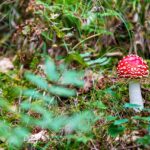 Amanita muscaria, Fliegenpilz, Fliegenpilze, Pilz