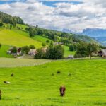 Dolomitenblick, Flaas, Kühe, Schlern, Schlerngebiet, Schlernmassiv, Schlernspitzen, Sciliar