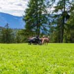 Haflinger, Kutsche, Kutschenfahrt, Salten, Schupfenfest Jenesien