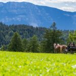 Haflinger, Kutsche, Kutschenfahrt, Salten, Schupfenfest Jenesien