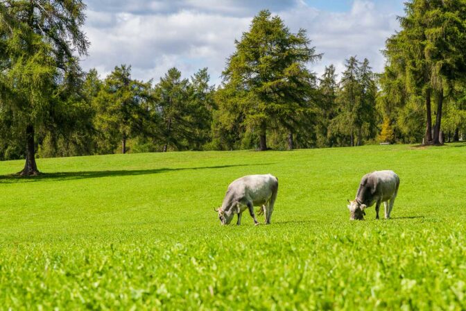 Das Vieh ist vom bunten Schupfenfest-Treiben recht unbeeindruckt…