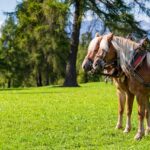 Haflinger, Kutsche, Kutschenfahrt, Salten