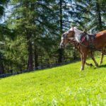 Haflinger, Kutsche, Kutschenfahrt, Salten