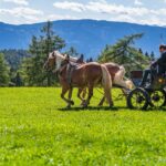 Haflinger, Kutsche, Kutschenfahrt, Salten