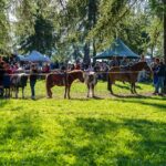 Salten, Schupfenfest Jenesien