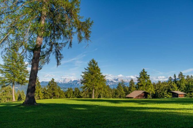 Typisch Salten: Lärchenwiesen mit Dolomitenblick