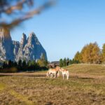 Alpe di Siusi, Haflinger Pferde, Schlern, Schlerngebiet, Schlernmassiv, Schlernspitzen, Sciliar, Seiser Alm, Seiseralm