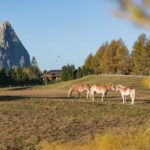 Alpe di Siusi, Haflinger Pferde, Schlern, Schlerngebiet, Schlernmassiv, Schlernspitzen, Sciliar, Seiser Alm, Seiseralm