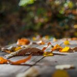 Herbst, Laub, autumn, autunno