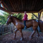 Hafling, Haflinger, Haflinger Erlebnisweg, Pferd, Pferde, Ross, cavallo, equino, horse