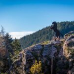 Hafling, Haflinger, Haflinger Erlebnisweg, Pferde