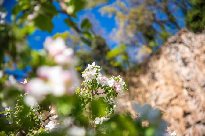 Apfelbaumblüte, Apfelblüte, Frühjahr, Frühling, Millawände, apple blossom