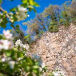 Apfelbaumblüte, Apfelblüte, Frühjahr, Frühling, Millawände, apple blossom