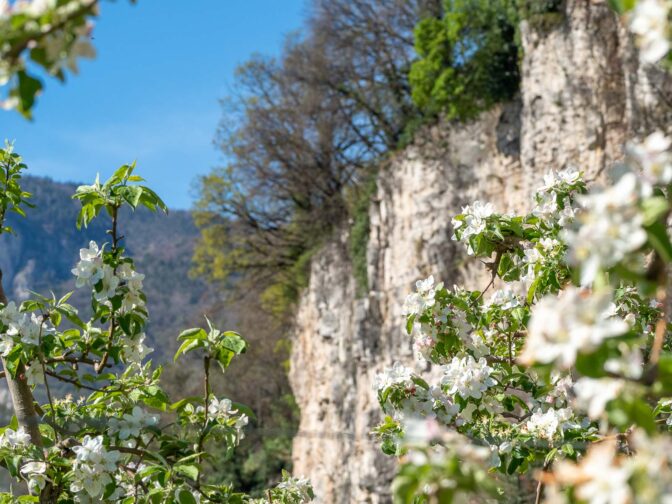 Frühjahr, Frühling, Millawände