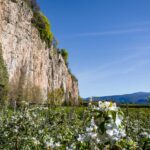 Apfelbaumblüte, Apfelblüte, Frühjahr, Frühling, Millawände, apple blossom