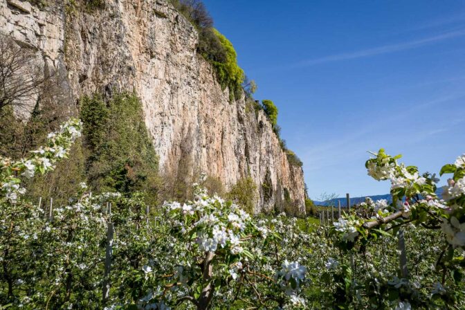 Apfelbaumblüte, Apfelblüte, Frühjahr, Frühling, Millawände, apple blossom