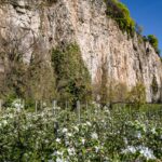 Apfelbaumblüte, Apfelblüte, Frühjahr, Frühling, Millawände, apple blossom