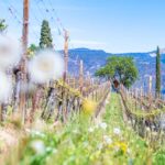 Frühjahr, Frühling, Weinberge