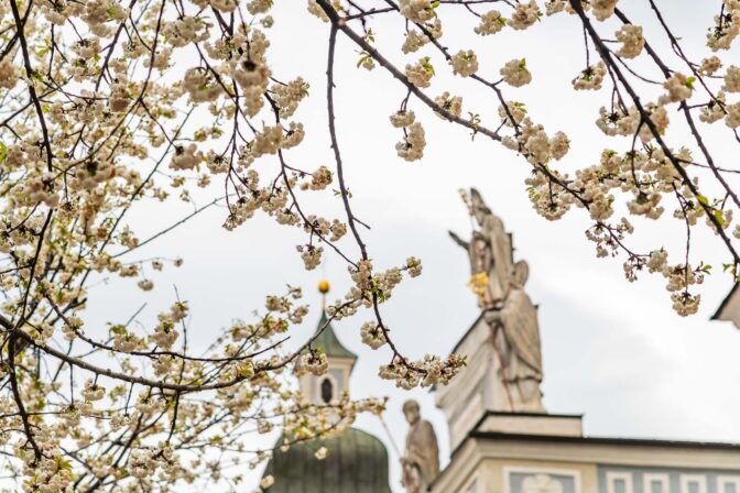 Brixen, Kirschbaumblüte