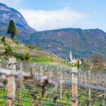 Caldaro, Kaltern, Weinberge