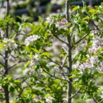 Apfelbaumblüte, Apfelblüte, apple blossom