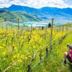 Anna, Einsaat, Frühjahr, Frühling, Kalterer See, Kalterersee, Weinberge, fotografieren