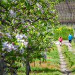 Apfelbaumblüte, Apfelblüte, apple blossom, laufen