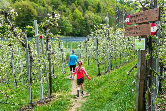 Apfelblüte im Lavasontal