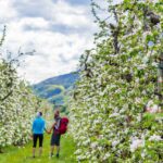 Apfelbaumblüte, Apfelblüte, apple blossom, wandern