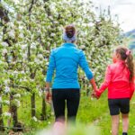 Apfelbaumblüte, Apfelblüte, apple blossom, wandern