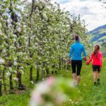 Apfelbaumblüte, Apfelblüte, apple blossom, wandern