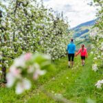 Apfelbaumblüte, Apfelblüte, apple blossom, wandern